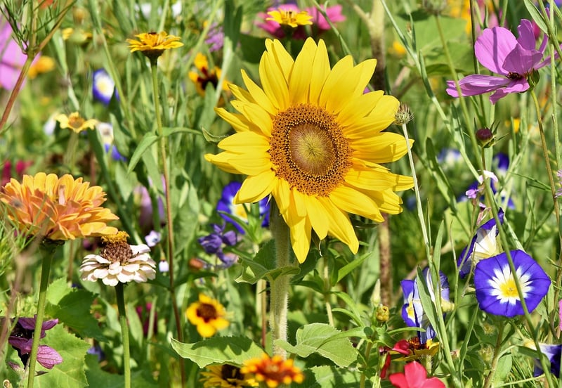 Gardening Services