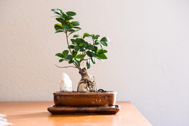 Wall-Mounted Shelves